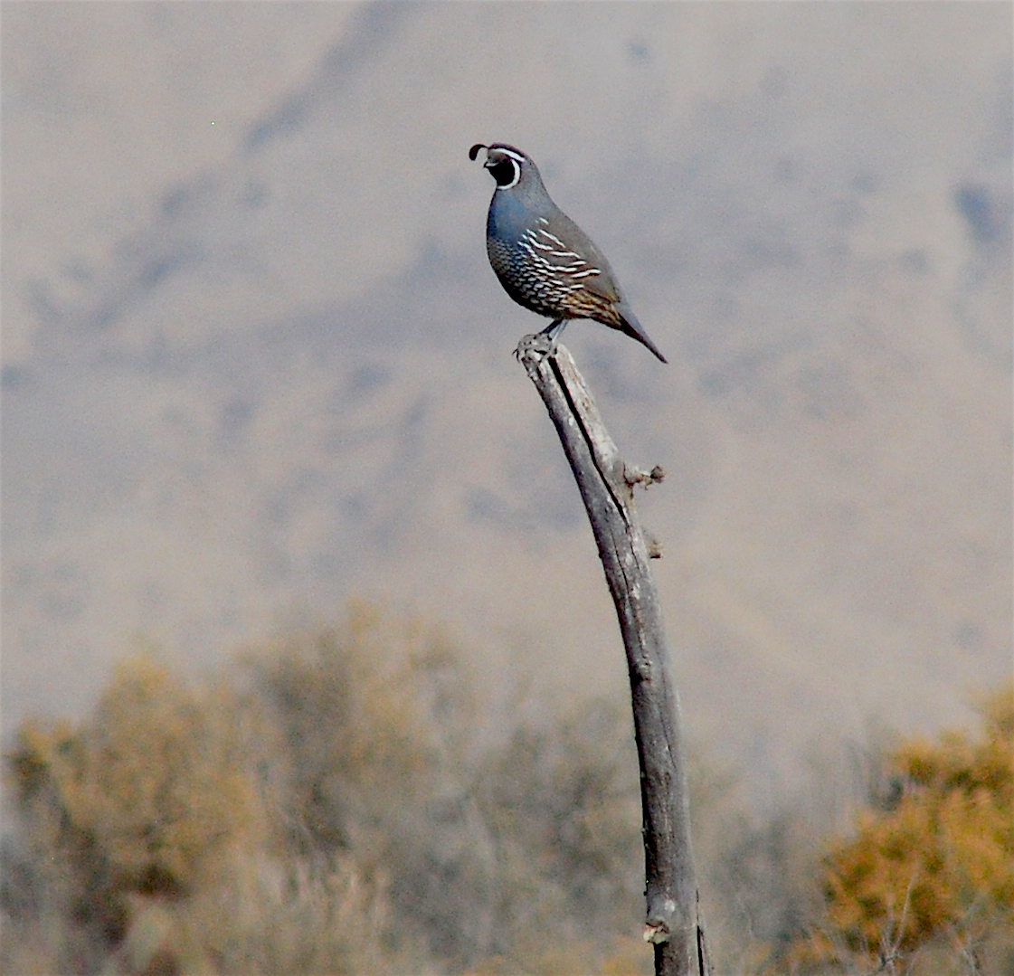 California Quail - ML123063561