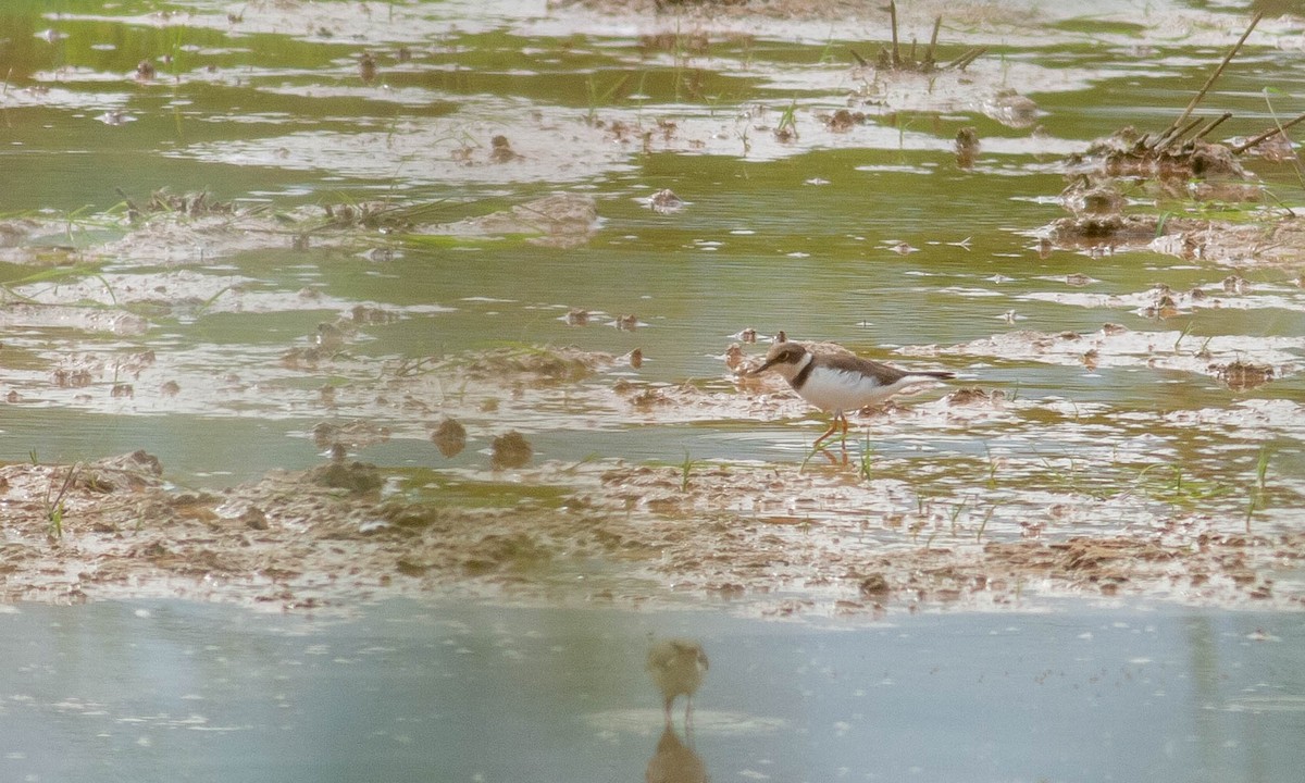 Little Ringed Plover - ML123064361