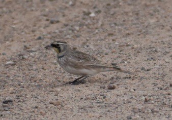 Horned Lark - ML123065861