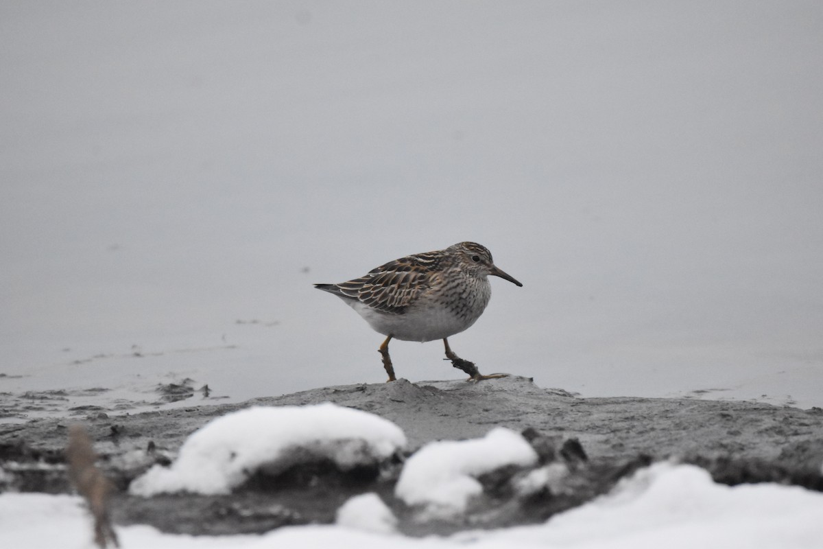 Pectoral Sandpiper - ML123066621