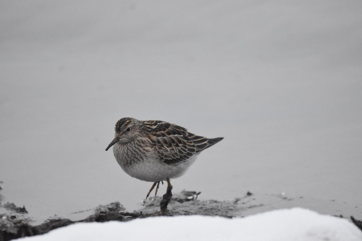 Pectoral Sandpiper - ML123066651