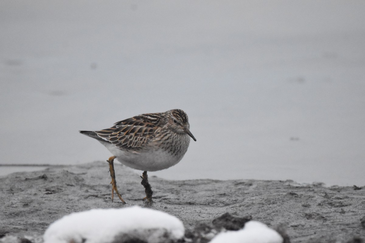 Pectoral Sandpiper - ML123066691