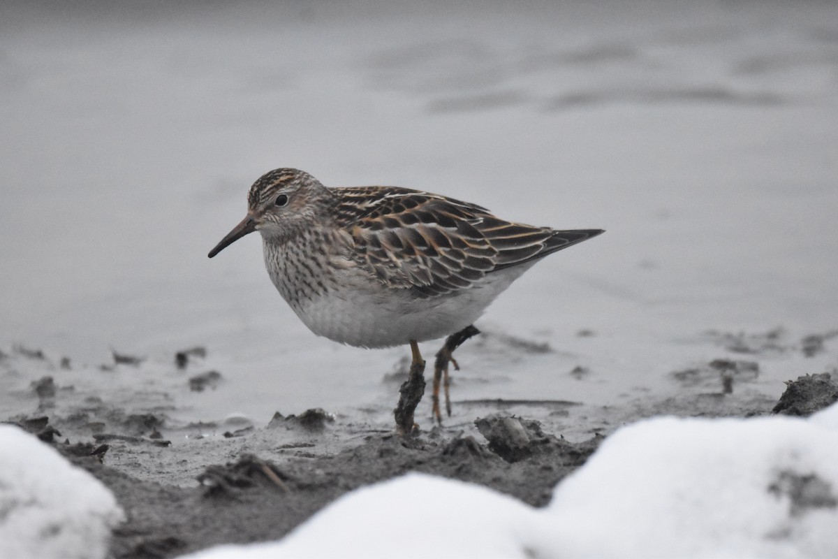 Pectoral Sandpiper - Ryne Rutherford