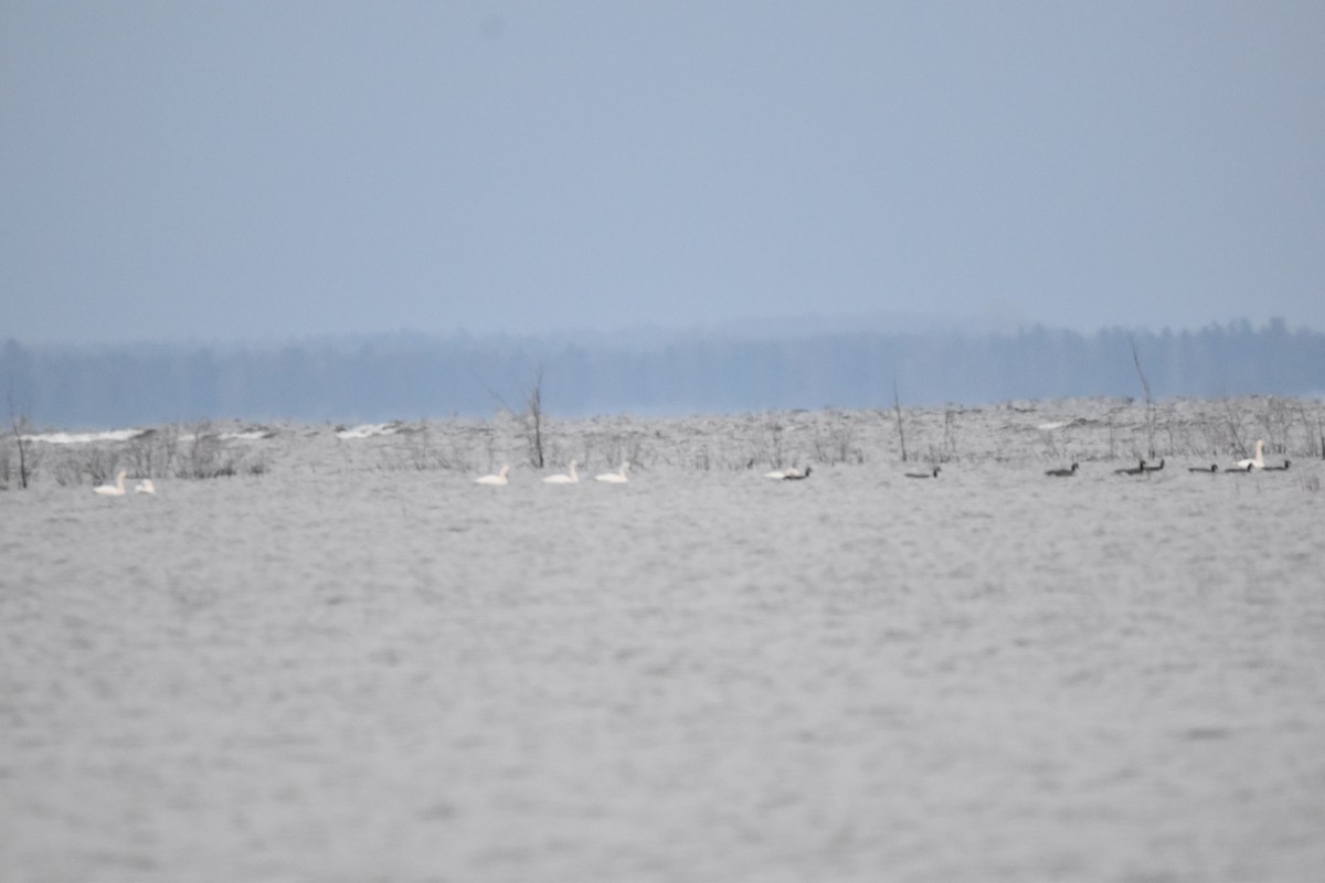 Cygne siffleur - ML123067071