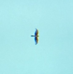 Northern Harrier - Carl Haynie