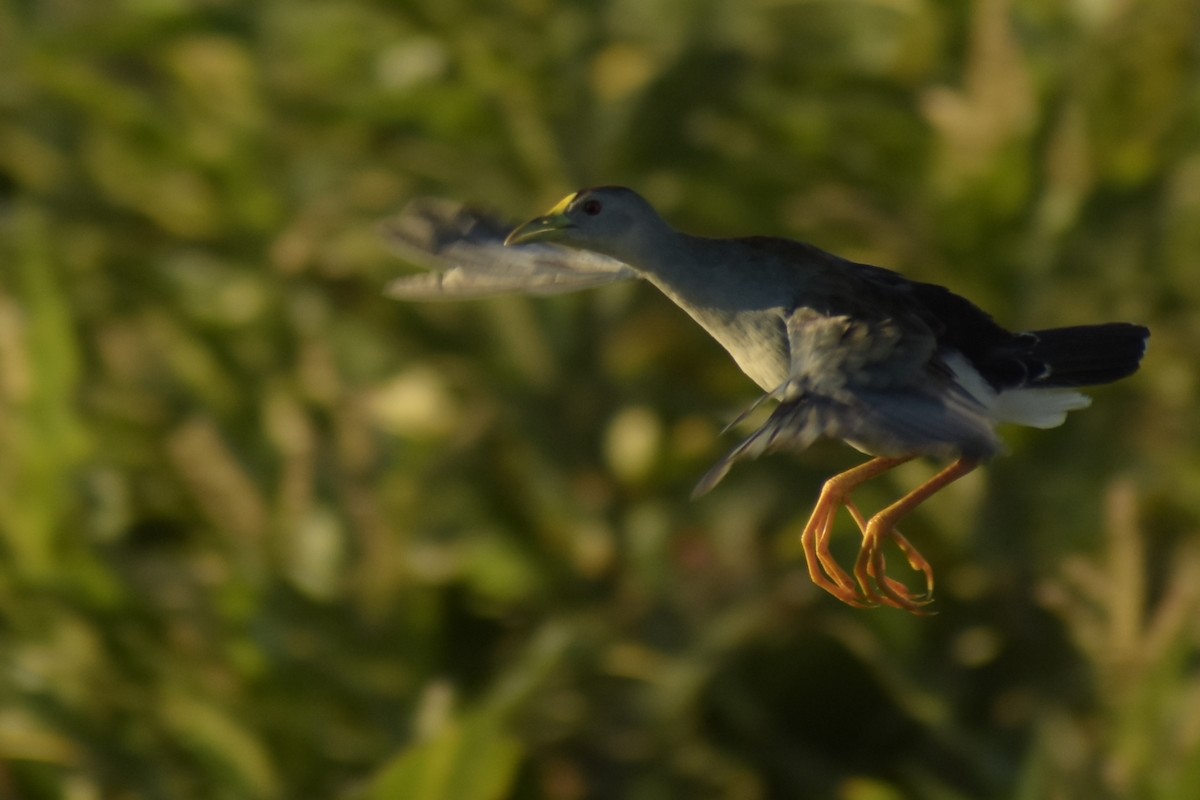 Azure Gallinule - Bruno Bareiro