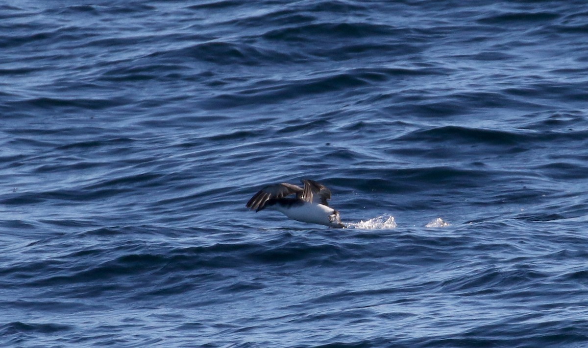 Manx Shearwater - Jay McGowan