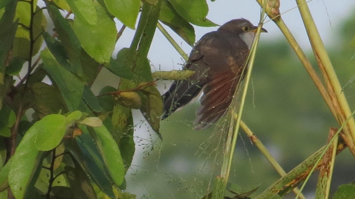 Yellow-billed Cuckoo - Jorge Estrella