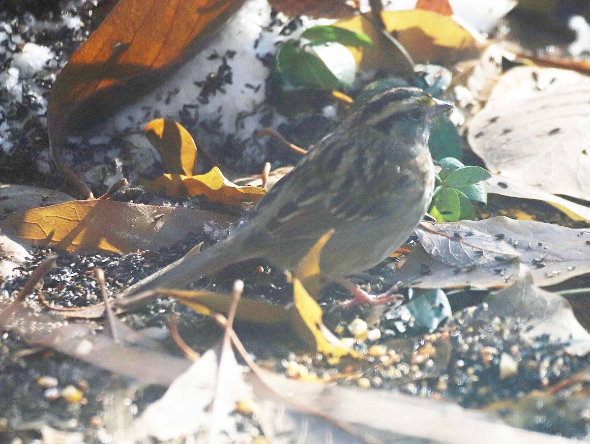 White-throated Sparrow - ML123074471