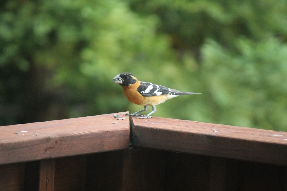 Black-headed Grosbeak - ML123077131