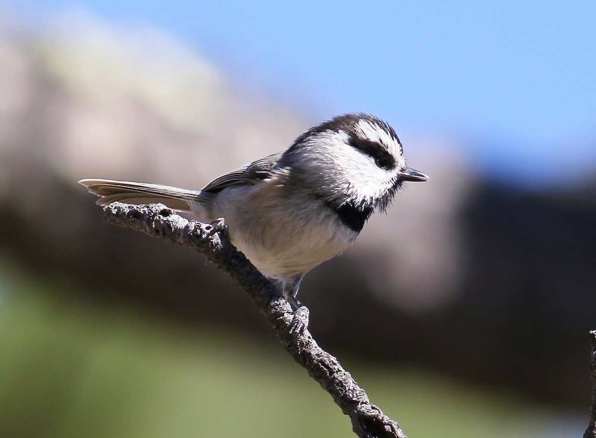 Mountain Chickadee - ML123078801
