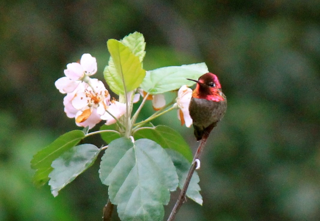 Anna's Hummingbird - ML123079431
