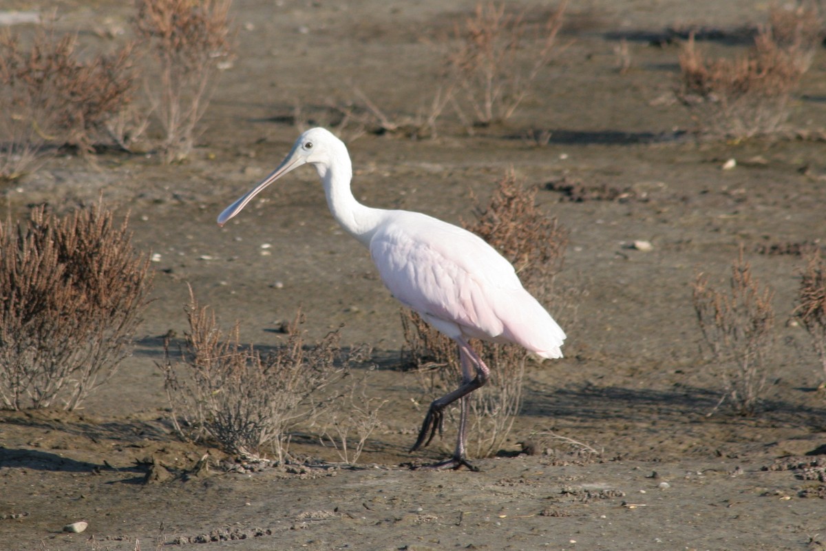 Roseate Spoonbill - ML123079541