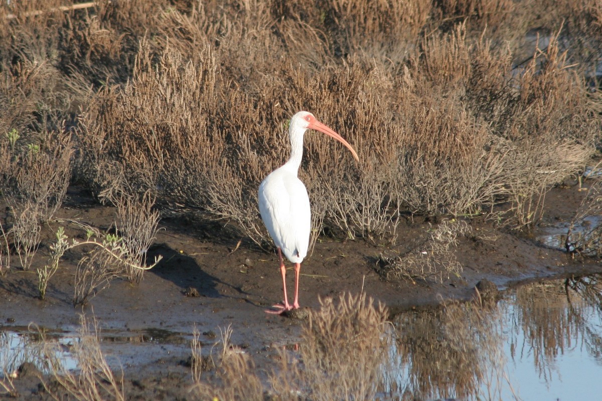 Ibis blanc - ML123079561