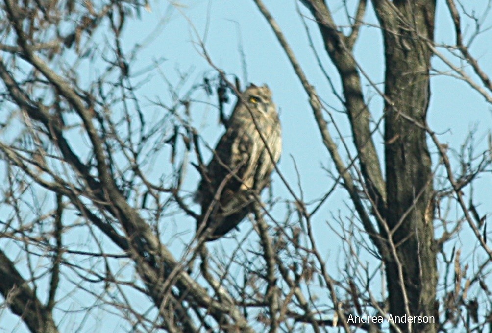 Short-eared Owl - ML123079921