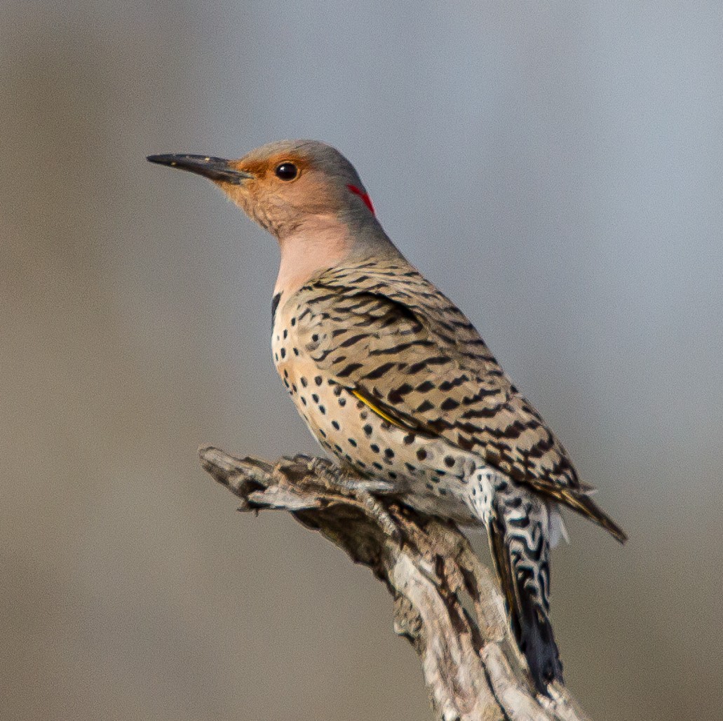 Northern Flicker - Bill Wood