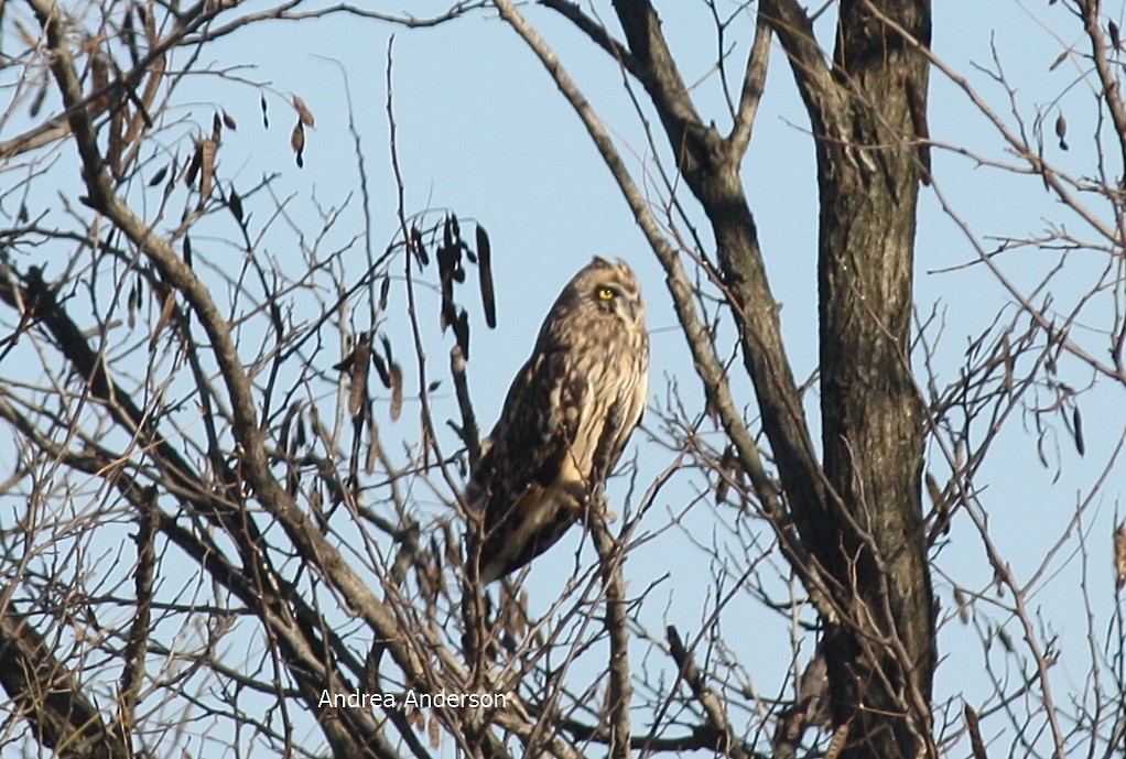 Short-eared Owl - ML123080031