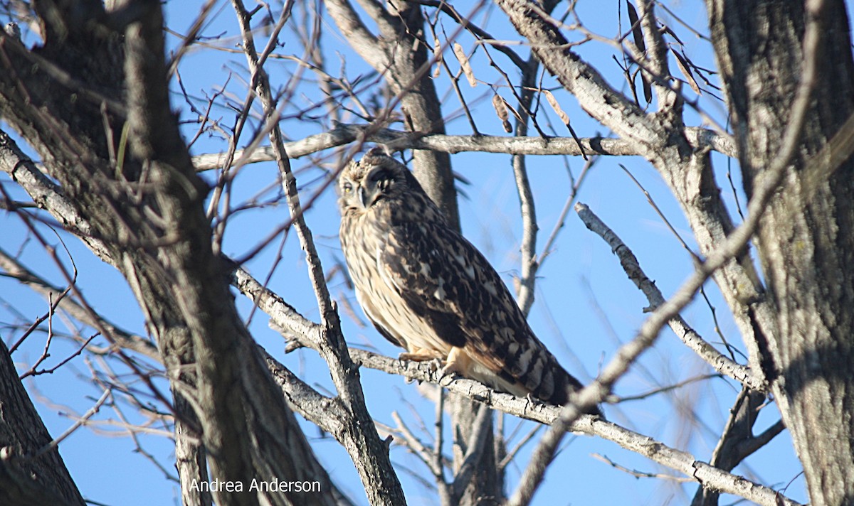 Short-eared Owl - ML123080121