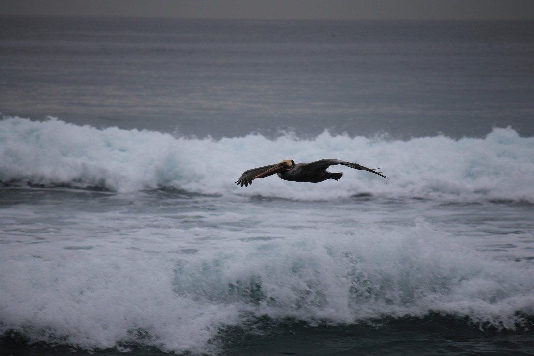 Brown Pelican - ML123081331