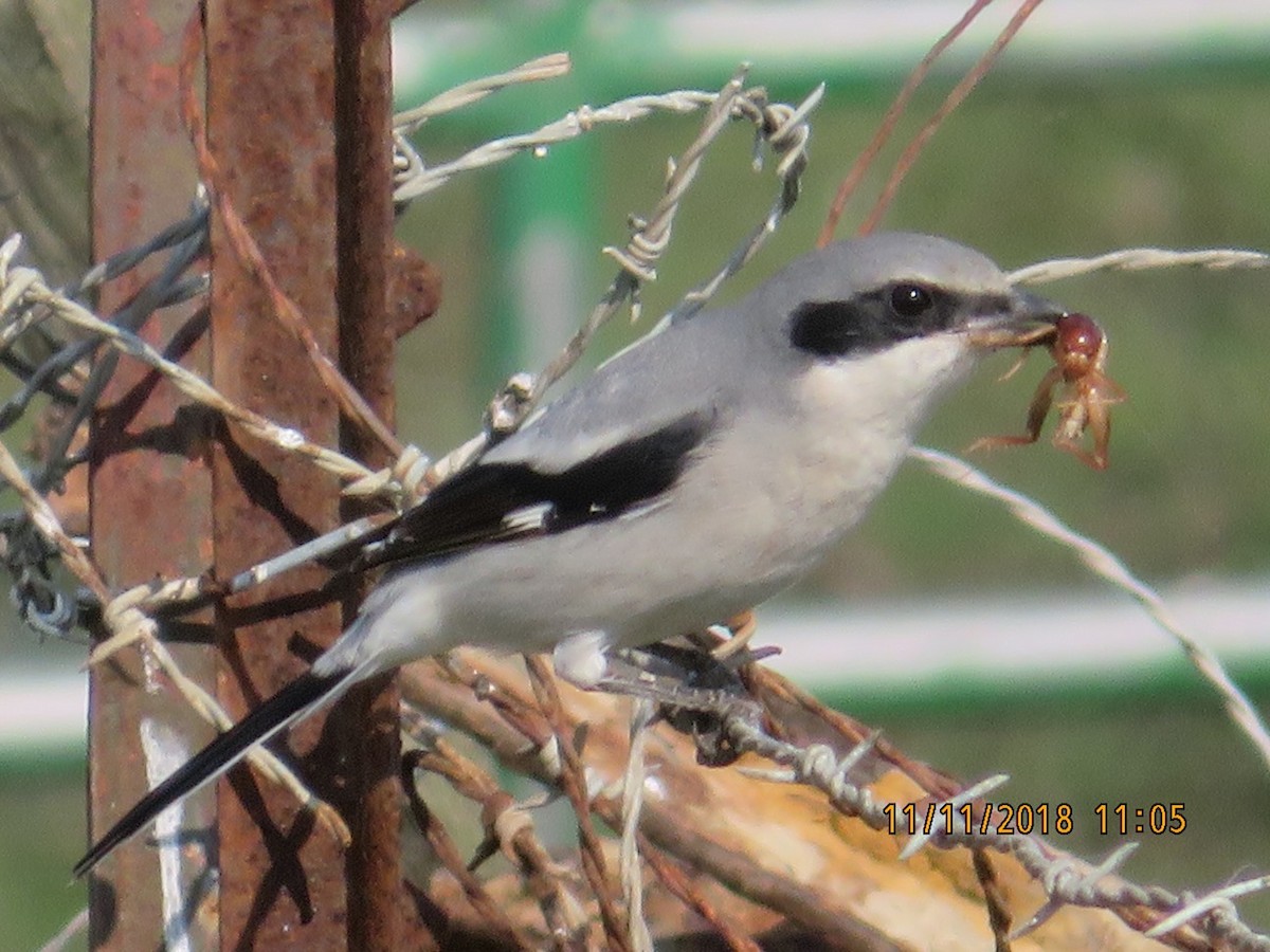 Pie-grièche migratrice - ML123081341