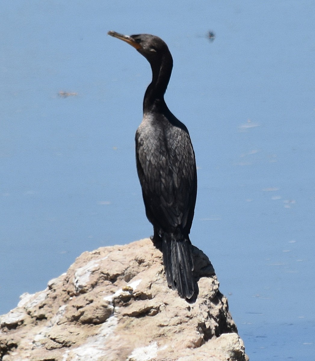 Neotropic Cormorant - andres ebel