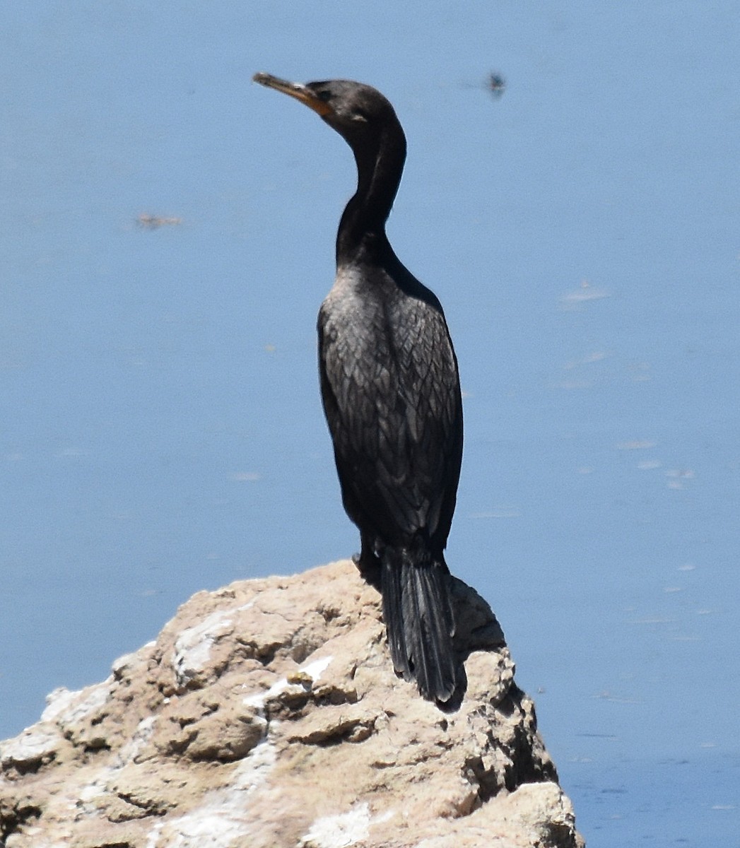 Cormorán Biguá - ML123081941