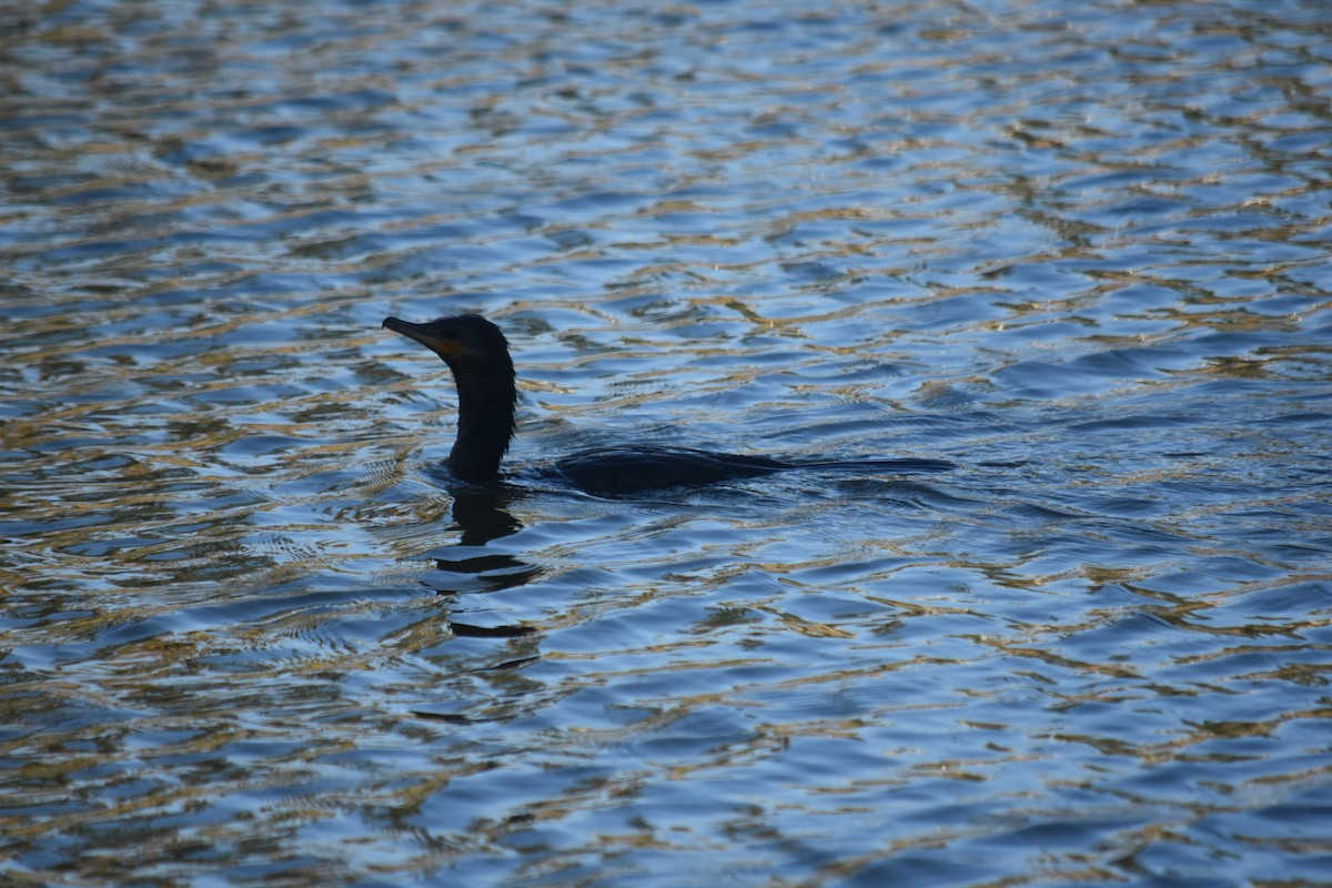 Cormorán Biguá - ML123082281