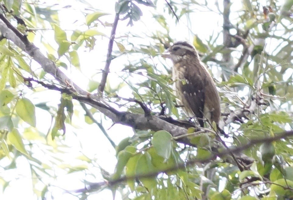 Rose-breasted Grosbeak - ML123082951