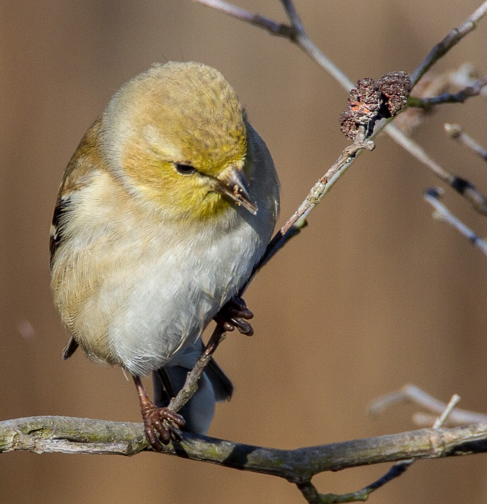 American Goldfinch - ML123083401