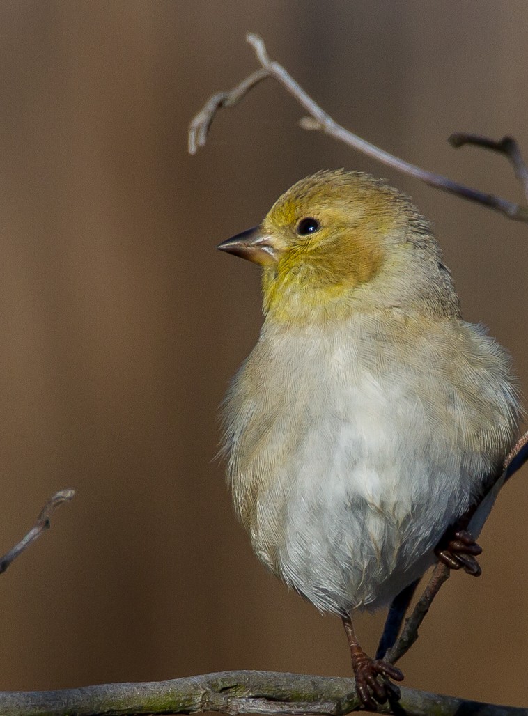 American Goldfinch - ML123083421