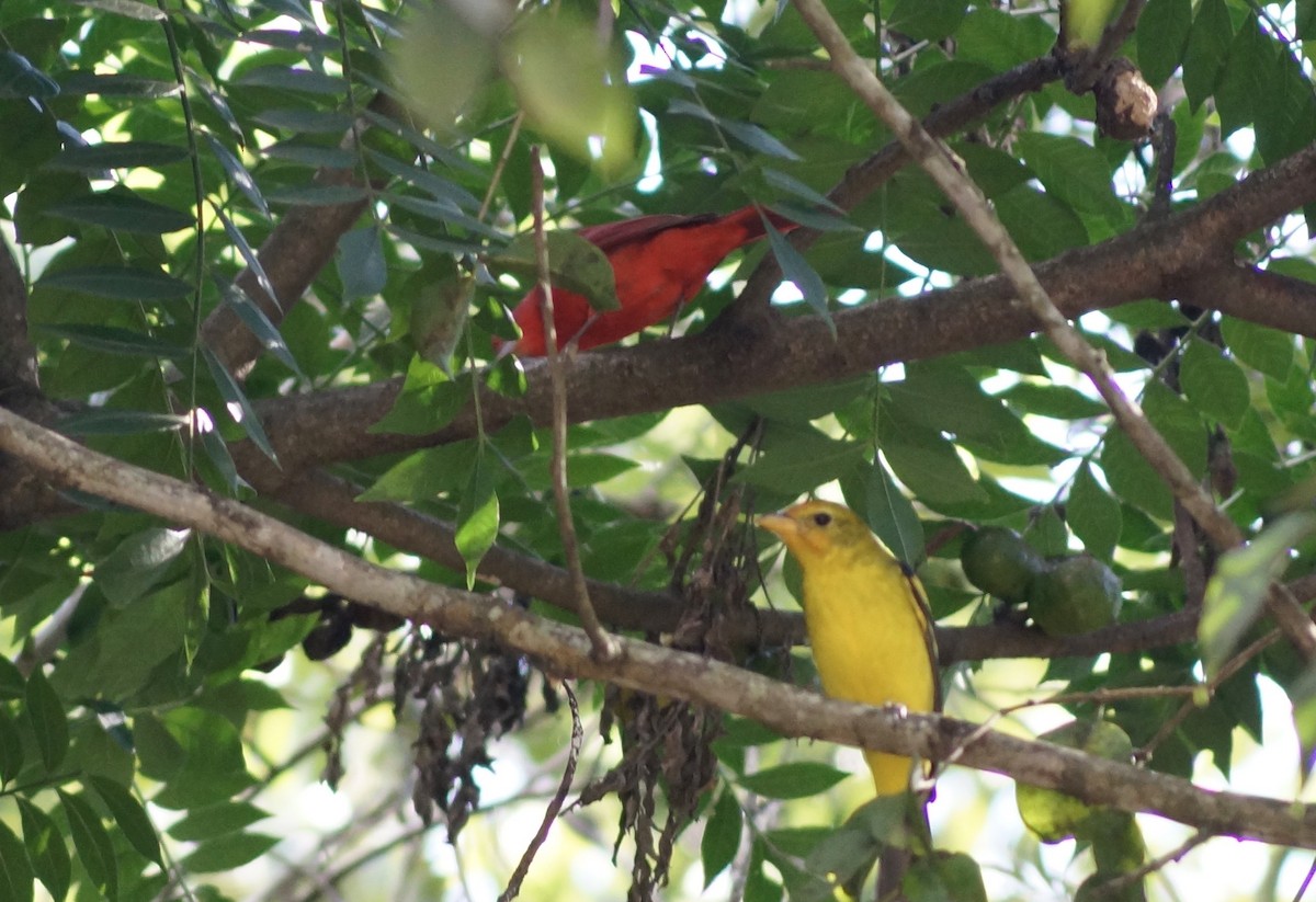 Piranga à tête rouge - ML123083531