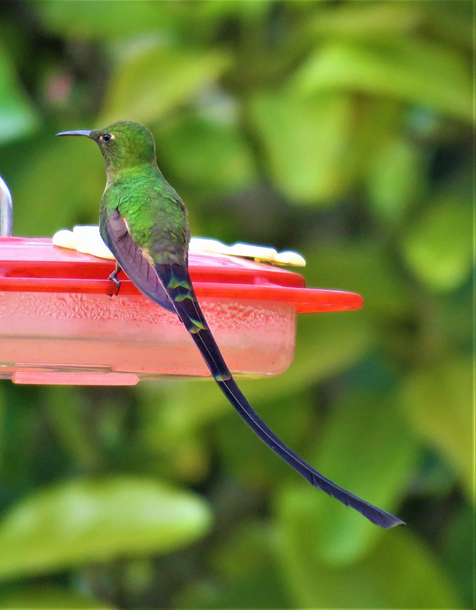 Black-tailed Trainbearer - ML123084311