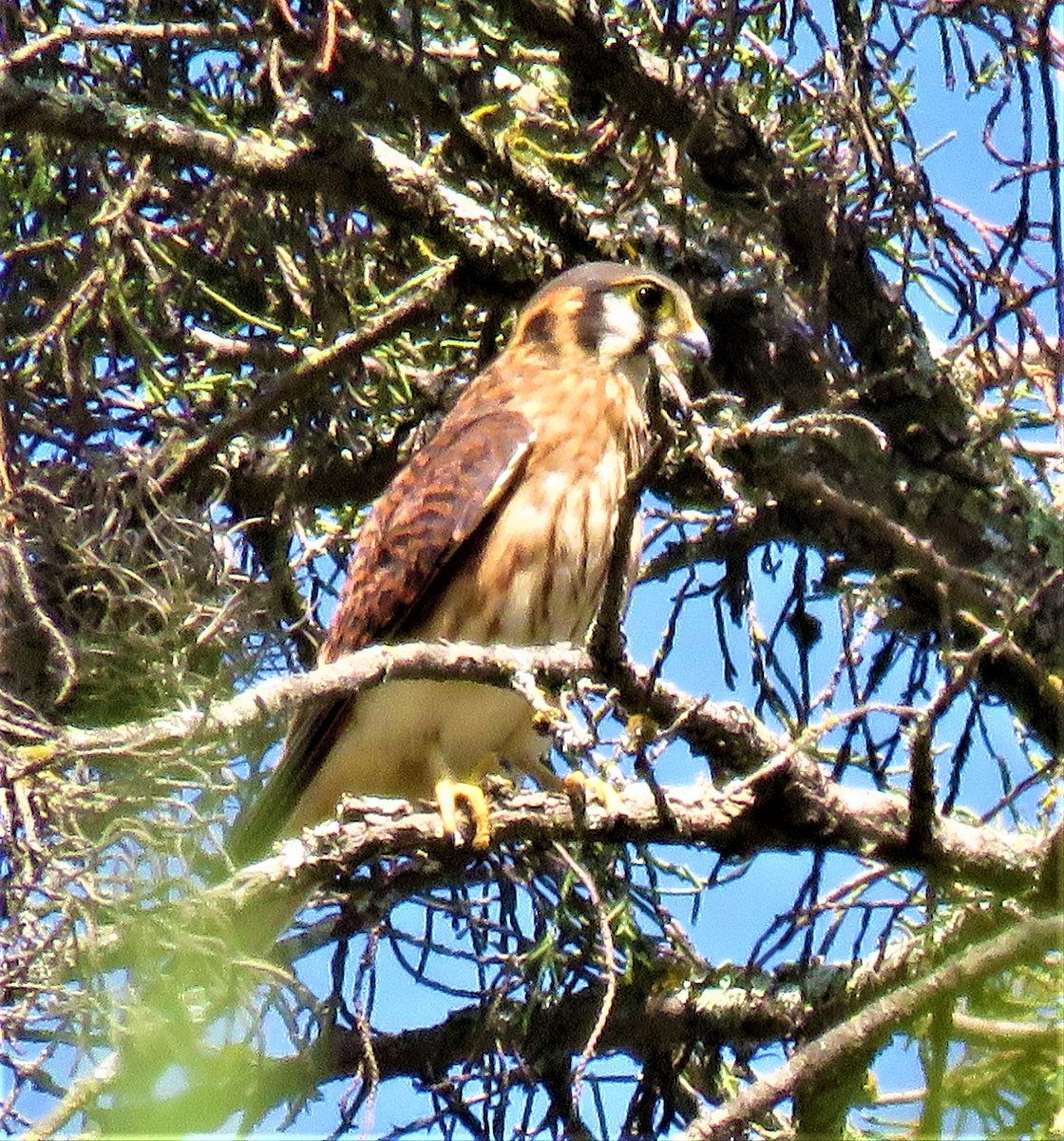 American Kestrel - ML123084331