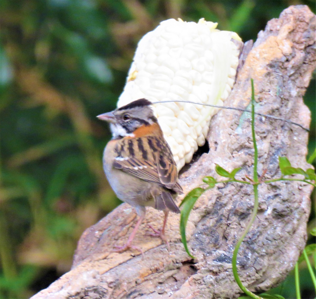 Rufous-collared Sparrow - ML123084571