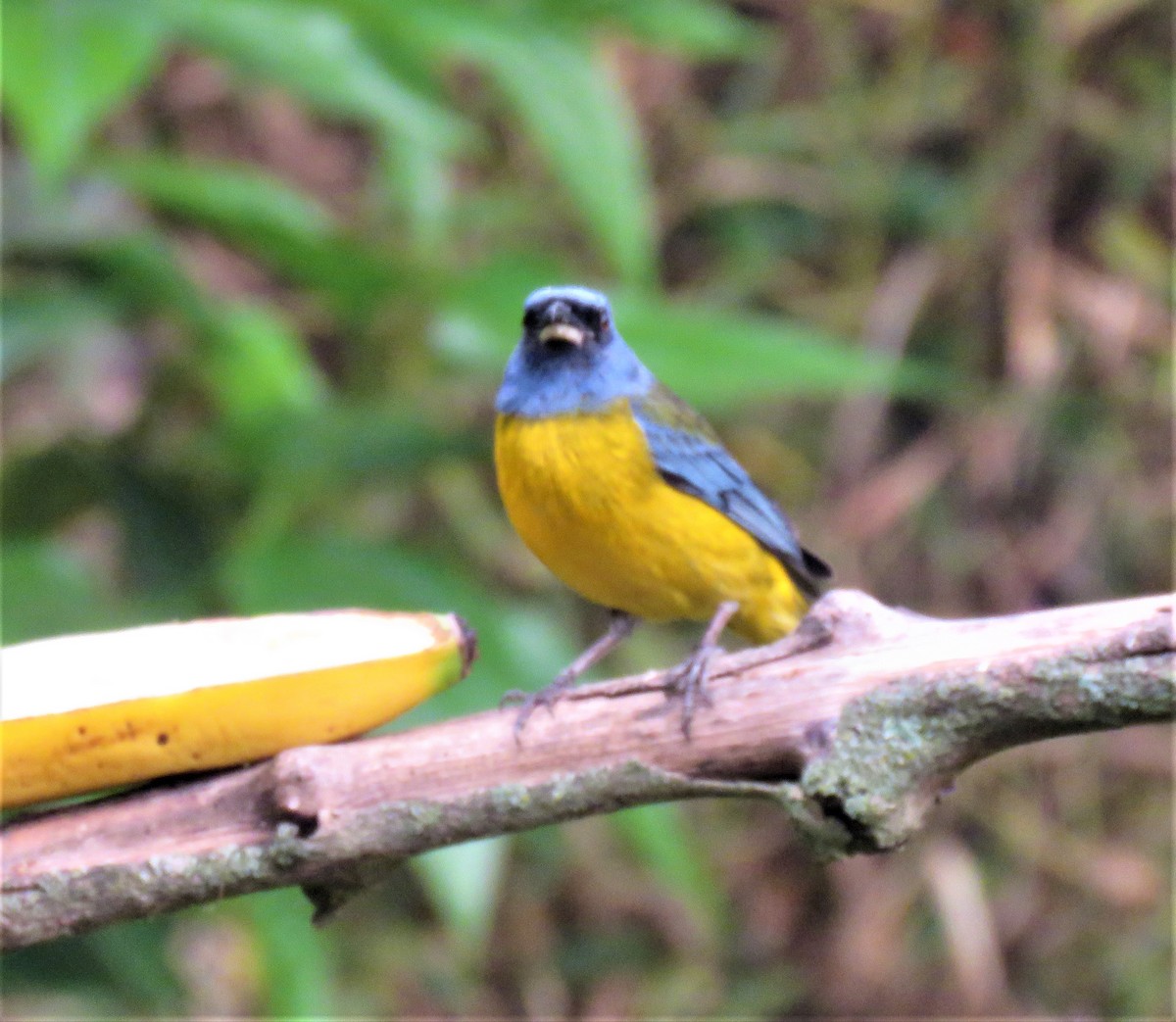 Blue-and-yellow Tanager - ML123084641