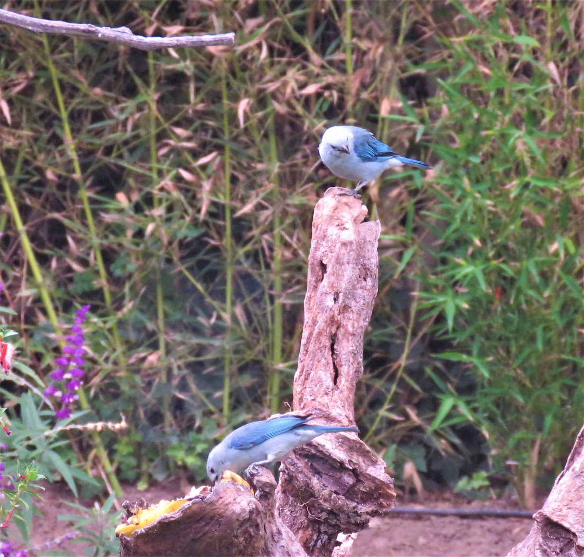 Blue-gray Tanager - ML123084671