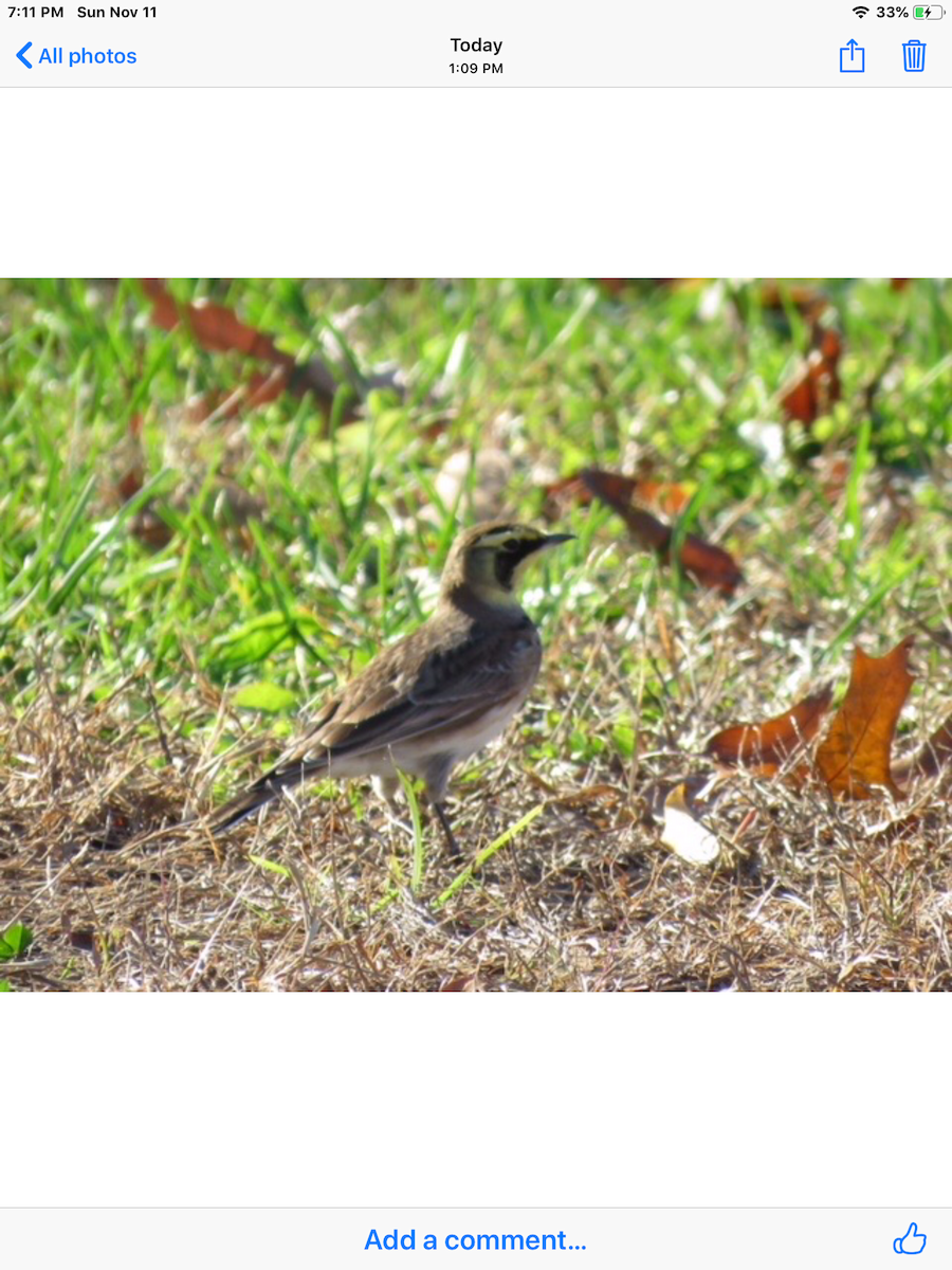 Horned Lark - ML123084961