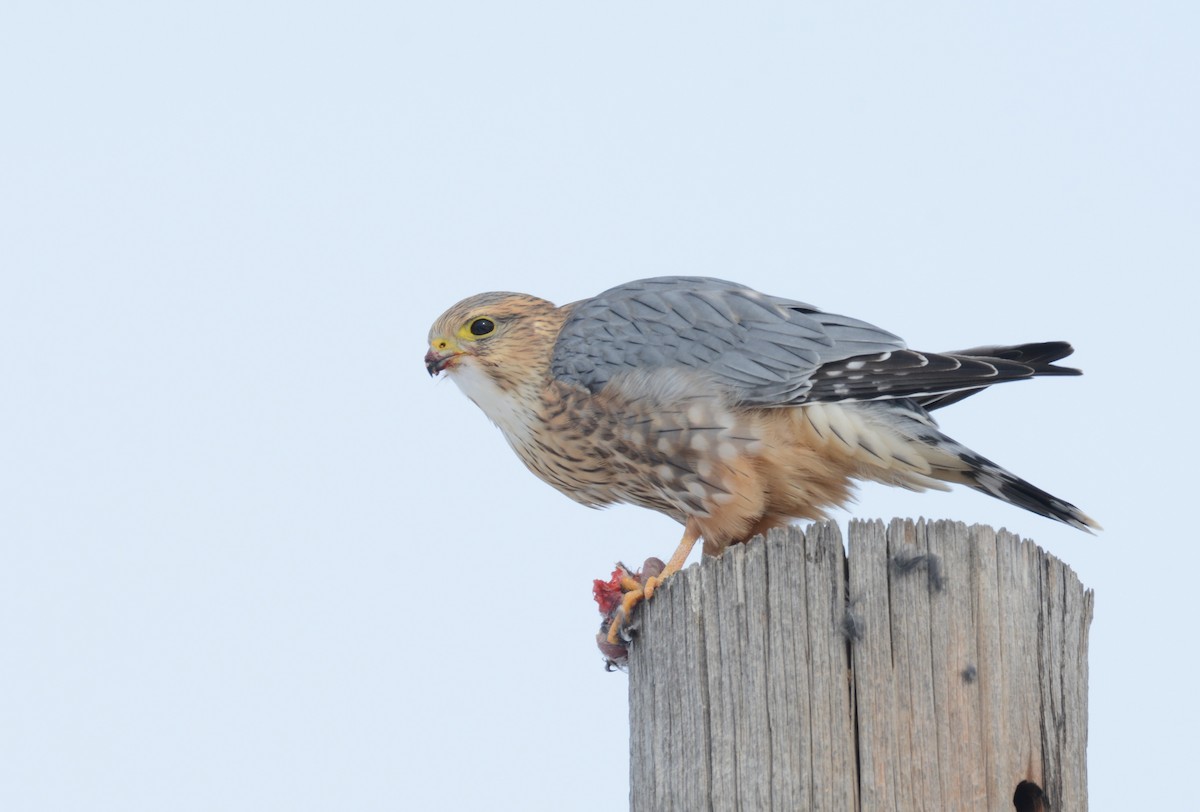 Merlin (Prairie) - Andy Bankert