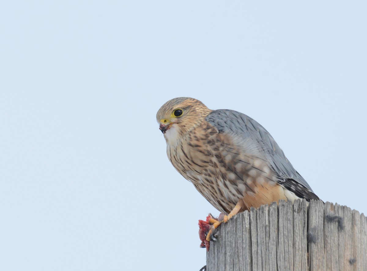 Merlin (Prairie) - Andy Bankert