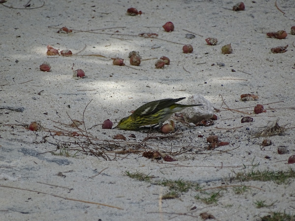 Cape May Warbler - ML123086911