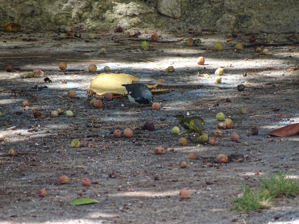 Cape May Warbler - ML123086991