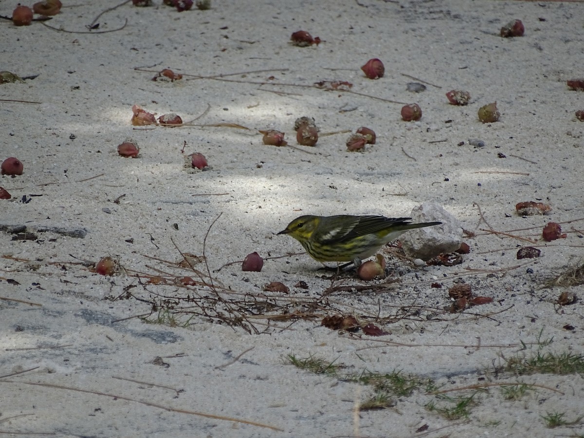 Cape May Warbler - ML123087081