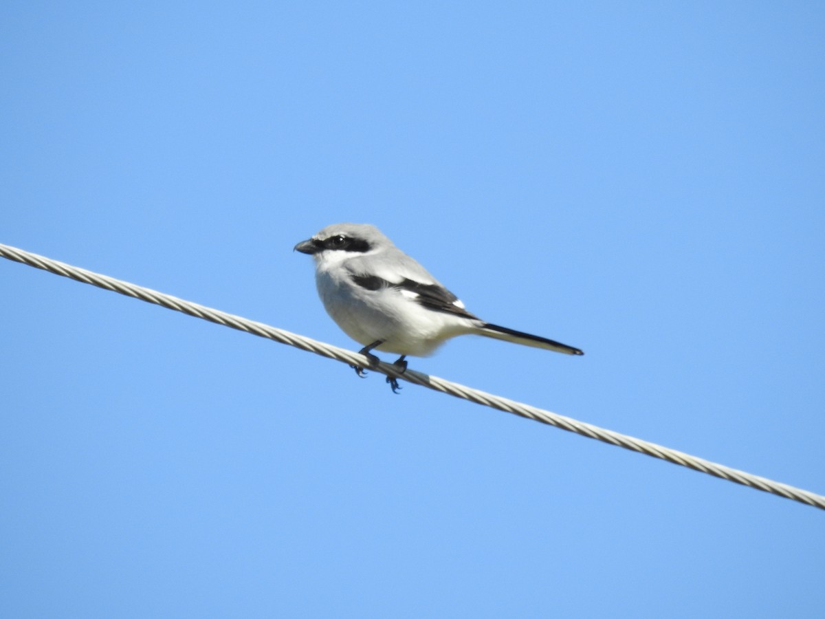 Loggerhead Shrike - ML123090901