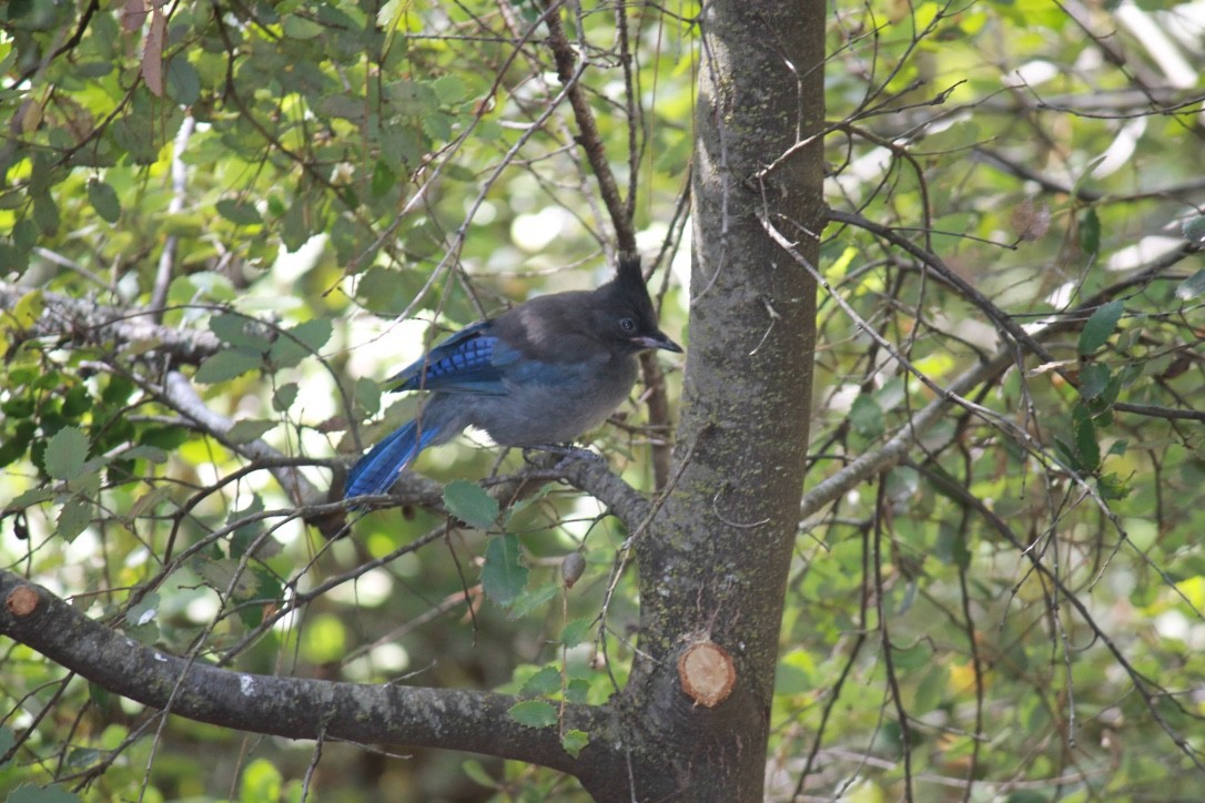 Steller's Jay - Alicia Palmer