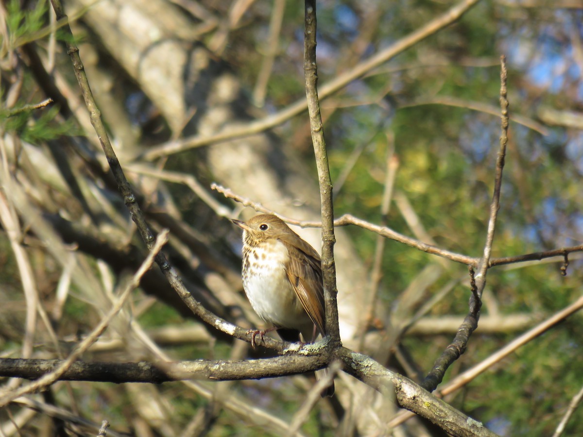 Hermit Thrush - Bryan Henson