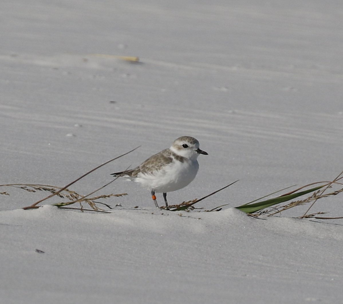 Snowy Plover - ML123091261