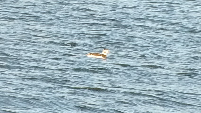 Long-tailed Duck - ML123092221