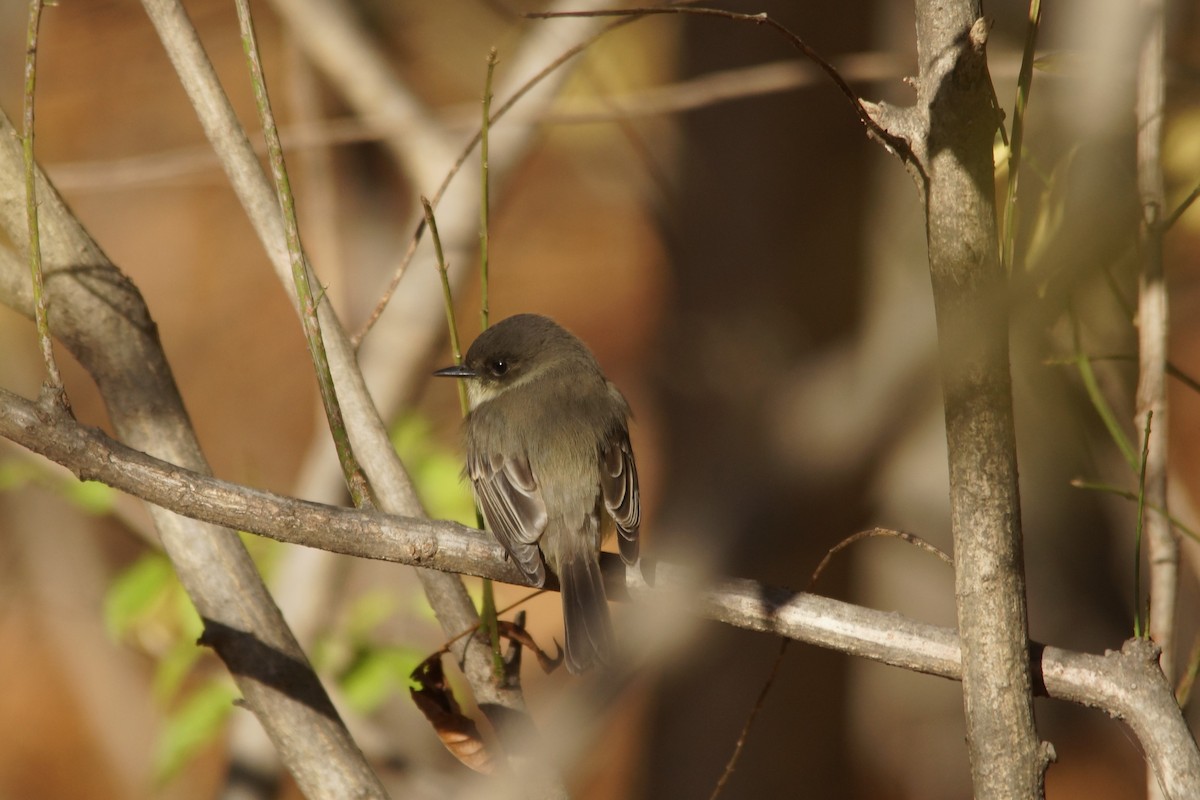 Eastern Phoebe - ML123097001