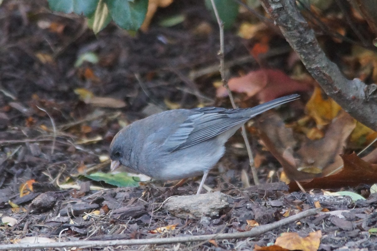 Junco Ojioscuro - ML123097241