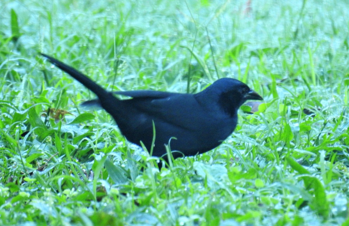 Melodious Blackbird - ML123097411